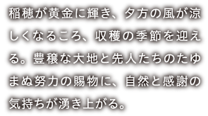 稲穂が黄金に輝き、夕方の風が涼しくなるころ、収穫の季節を迎える。豊穣な大地と先人たちのたゆまぬ努力の賜物に、自然と感謝の気持ちが湧き上がる。